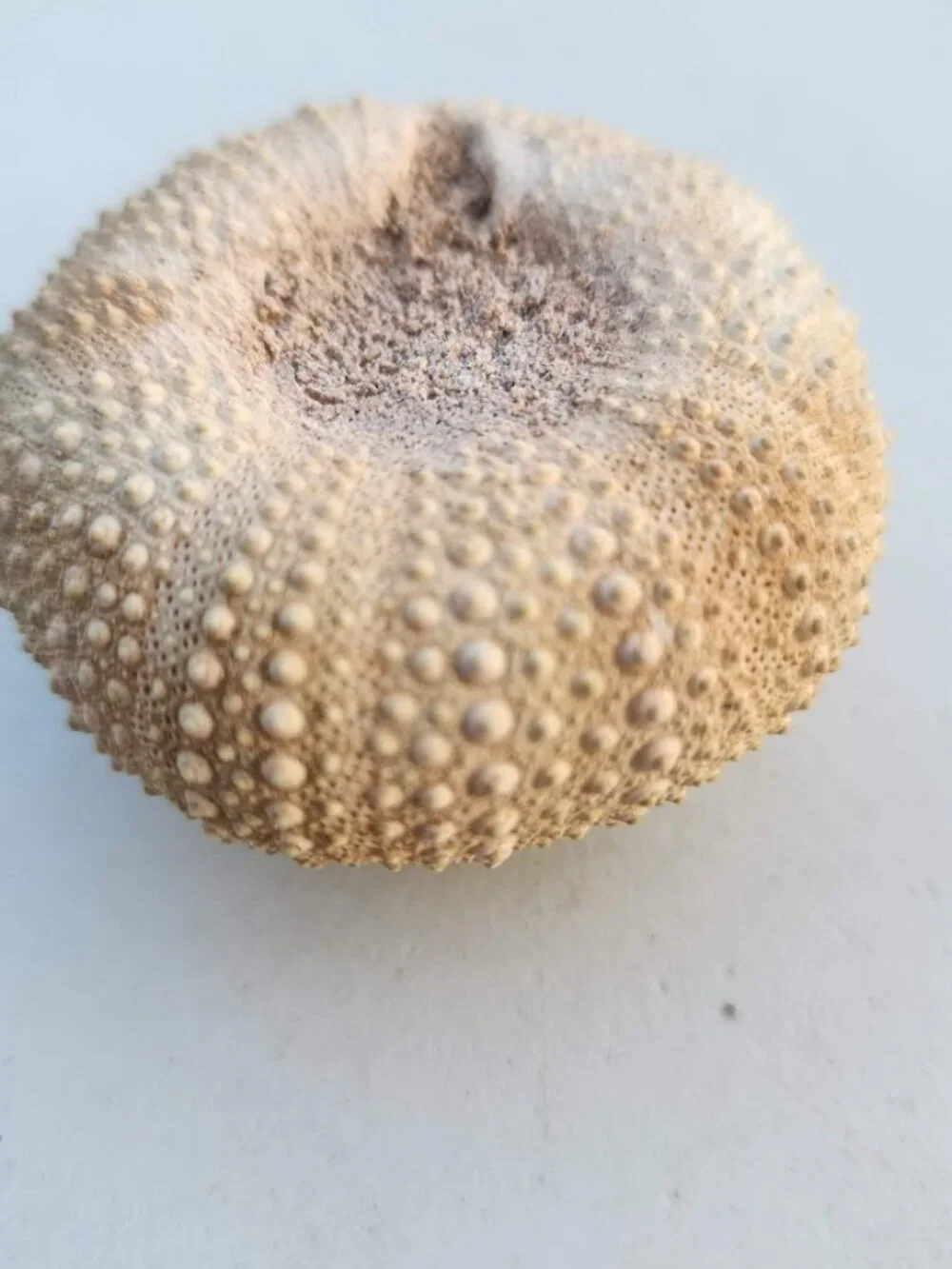 Whole Sea Urchin Fossil Shell Gems and Minerals Rocks Fossils Decor Nautical Nic